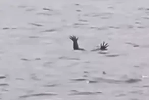 Находчивые аллигаторы "заманивают людей на смерть", имитируя тонущих людей