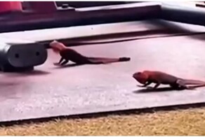 Ящерицы в тренажерном зале