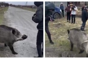 Кабаниха жаждет внимания