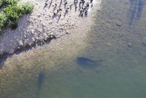 Сомы вышли на охоту (6 фото + 1 видео)