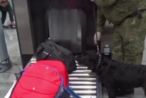 В тюменском аэропорту таможенники изъяли десятки килограммов нелегального дубайского шоколада