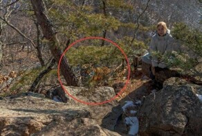 А был ли тигр? В соцсетях поспорили о достоверности фотографии из Приморского края