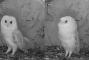 Испуганная совушка, которая реагирует на раскаты грома