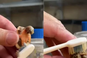 Эмоциональная реакция черепахи на чистку панциря