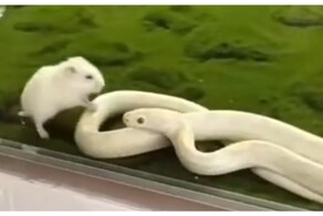 Неудачная охота змеи