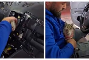 Спасение любопытного котёнка