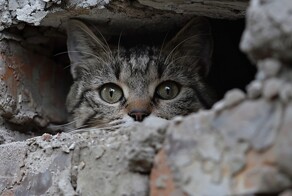 В Уфе мужчина сломал стену в квартире, чтобы спасти кота, застрявшего в вентиляционной шахте