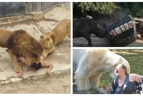 Леденящие кровь истории нападения животных в зоопарках мира
