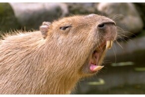 Капибара напала на девочку в Колумбии