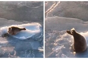 Самый милый побег