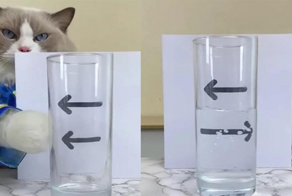 Кот показывает опыты по физике