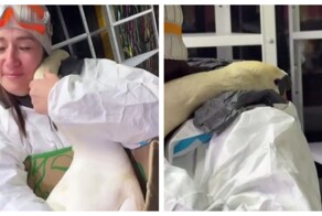 Лебедь обнял волонтера в качестве благодарности за спасения