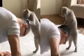 Кот проконтролировал отжимания хозяина