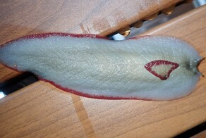 Красный треугольный слизень и его необычный способ защиты