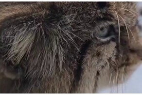 Манул недоволен