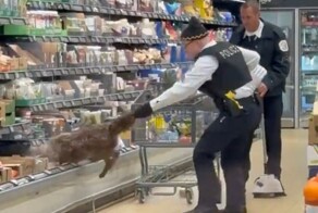 Тащили за хвост: из холодильника с сырами в магазине вытянули дикого койота