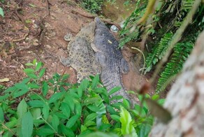 22 забавных образа, создать которые позволил подход наоборот