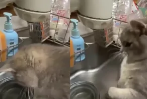 Попытки кота поймать капли воды