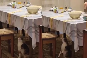 Кошка ворует лапшу со стола