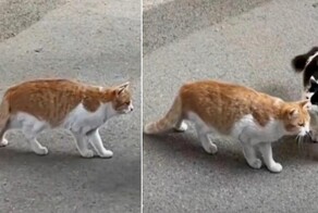 Кот застыл на улице