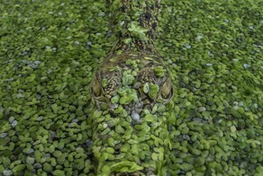 На общую тему&nbsp;