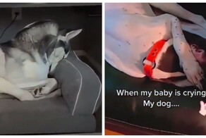 Как животные реагируют на плач ребёнка