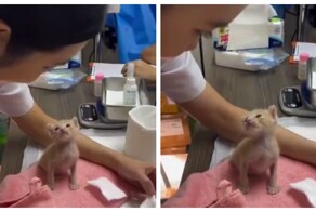 Котёнок на приёме у ветеринара