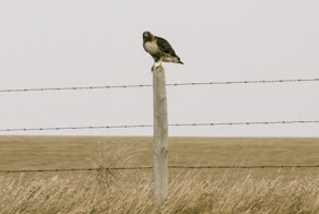Всё вразнобой&nbsp;