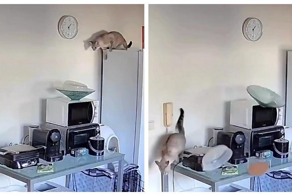 Пушистый разрушитель