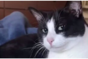 Кот-соблазнитель