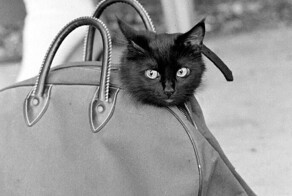 5 интересных фактов из разных областей знаний