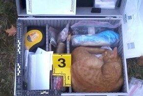 20 котеек, которых хозяева обнаружили в самых странных местах