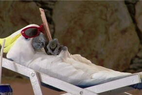 Насколько попугаи хороши в повторении