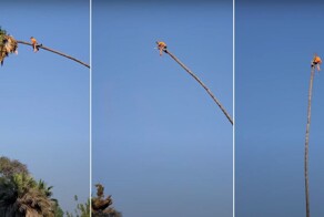 Если вас спросят, почему женщины живут дольше, покажите это видео