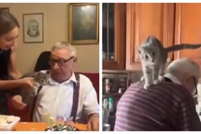 Дедушка не устоял перед обаянием котёнка