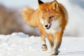 В Амурской области завёлся лис-вандал