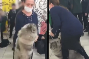 В Чите собака пробралась в школьную столовую и укусила учителя