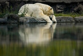 Лучшие фото животных 2024 года