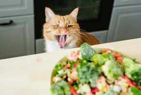 20 котиков, которые попробовали новую еду и остались разочарованными