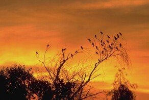 Птицы планеты Земля-2