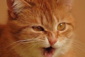 Забавная реакция кота на человеческий "чих"