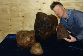 Амбергрис: очень редкий и востребованный «янтарный жир»