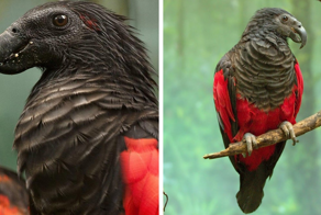 12 фотографий орлиного попугая — графа Дракулы из мира птиц, чей внешний вид внушает трепет и восхищение