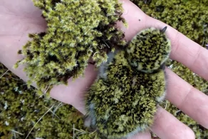 22 животных, о защите которых природа позаботилась по максимуму