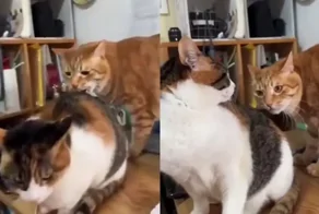 Кот пытается укусить кошку