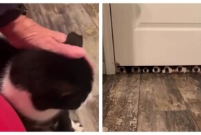 Собаки заинтересовались новым пушистым соседом