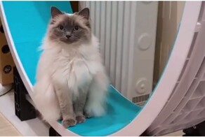 Кошка притворяется, что не умеет бегать в колесе