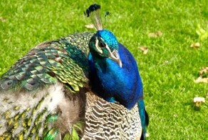 Пфауэнинзель – романтический Павлиний остров