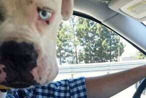 20 пёселей, ставших фотобомбами и взорвавших сознание