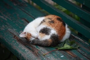 22+ котобулочки, подтверждающие, что идеальная форма – это клубок